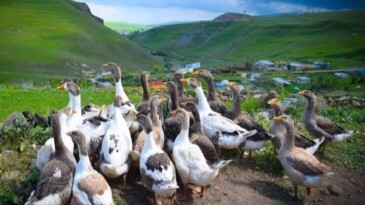 Kars ve Ardahan’da Kaz Kesimi Başladı