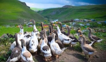 Kars ve Ardahan’da Kaz Kesimi Başladı