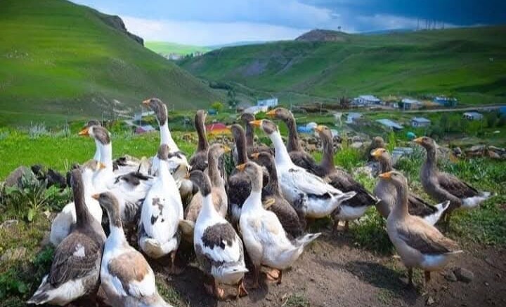 Kars ve Ardahan’da Kaz Kesimi Başladı